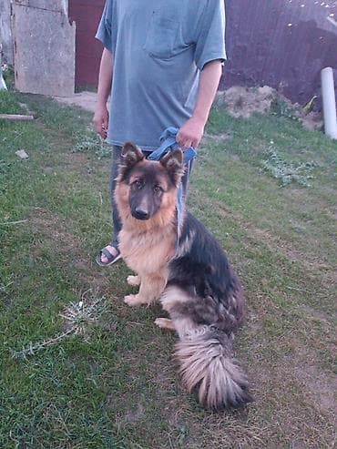 кангал собаки: Немецкая овчарка, длинношёрстная (классический чёрно-рыжий окрас) — 3