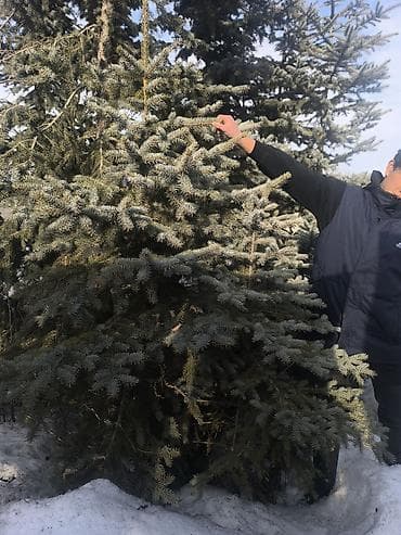 Кеңсе буюмдары: Көчөттөр дарактардын: Карагайлар — 4