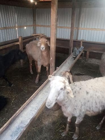 Продаю | Ягненок, Баран (самец) | Арашан at lalafo.kg Продаю | Ягненок, Баран (самец) | Арашан