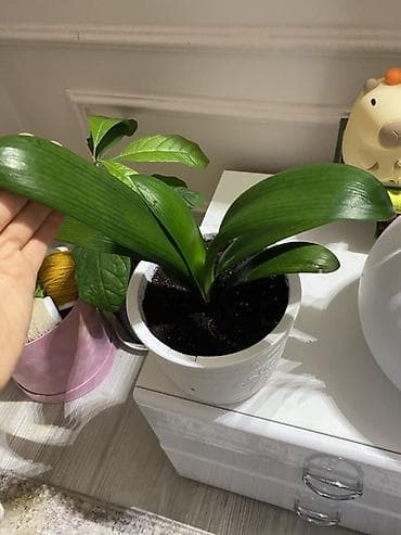 Домашнее/офисное растение Кливия (Clivia miniata) в декоративном