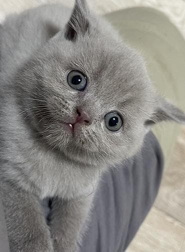 котятя: Британские короткошёрстные котята, окрас лиловый. Девочки. Приучены к — 4