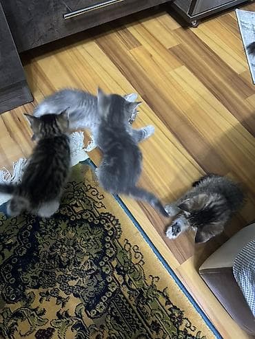 шотландские кошки цена: Скотиш Фолд (Шотландская вислоухая), 2 месяца, Девочка, Серый, Метис — 2
