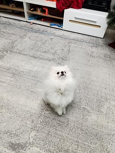 русский охотничий спаниель купить: Шпиц, 4 месяца, Самец — 4