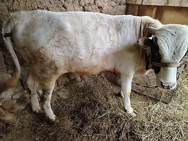 коровы сементал: Продаю | Бык (самец) | На откорм | Племенные — 2