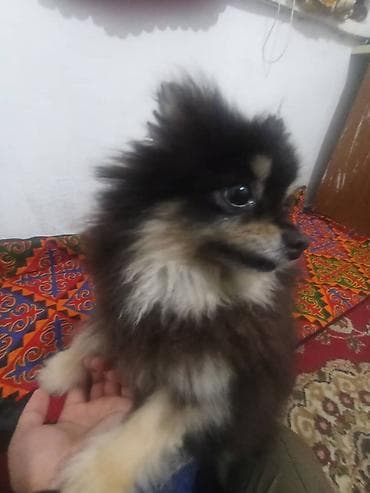 бигль фото, цена: Цена договорная — 2