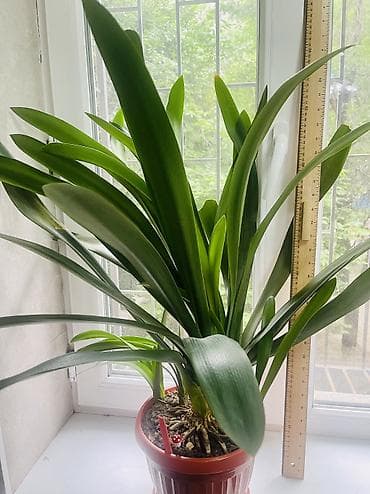 кливия: Продаётся крупная Кливия 🌿 Красивое взрослое растение с длинными — 2