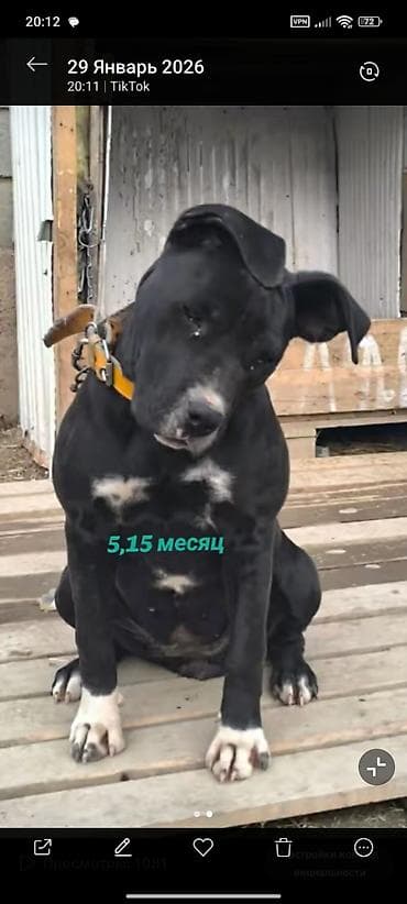 Собака даром: Питбуль, 5 месяцев, Самка, С прививкой at lalafo.kg Собака даром: Питбуль, 5 месяцев, Самка, С прививкой