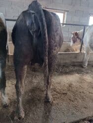 дом кошек: Продаю | Корова (самка) | Алатауская, Швицкая | Для разведения, Для молока | Племенные, Стельные, Искусственник — 2