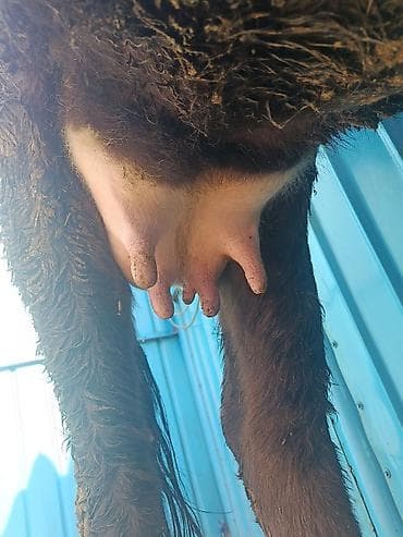 молоко осла: Продаю | Корова (самка) | Для молока | После отела — 2