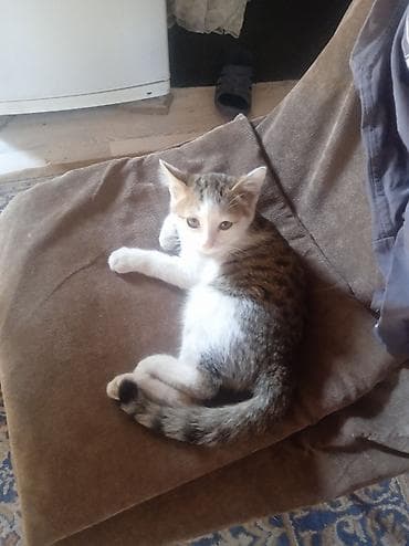 Котёнок домашний, 3 месяца короткошёрстный, окраса табби с белым. На