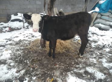 цены на собак: Продаю | Тёлка | Полукровка | На откорм | Привязанные — 1