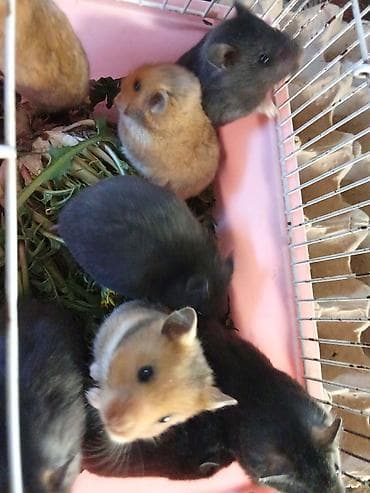 Грызуны: Джунгарики и сирийские хомяки. Возраст 1 месяц — 2