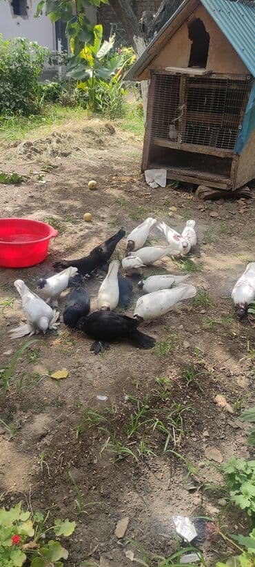 показы 1 354 72 договорная кошка даром британская короткошёрстная 1 год мальчик метис 2 позвонить написать: Продаю иранских голубей красголовие лет игра есть — 1