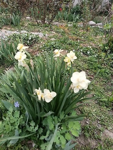 вьющиеся цветы: Продаю декоративные растения НЕДОРОГО . Почаопокровные — 6