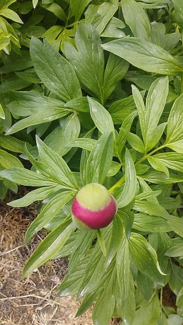 бугенвилия: Платная доставка — 2