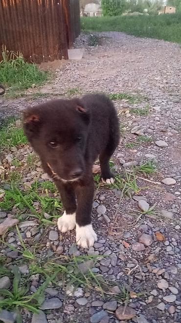 охотничая собака: Собака даром: Алабай, 1 месяц, Самец, С прививкой — 1