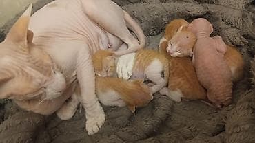 китайская кошка: Продаю котят сфинкс/браш — 1