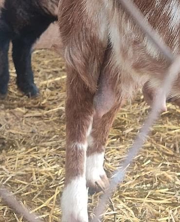 Күрптөр: Сатам | Эчки (ургаачы) | Сүт алуу үчүн — 6