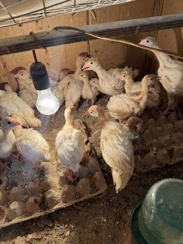джалал абад суточный квартира: Продаю индюшат — 2