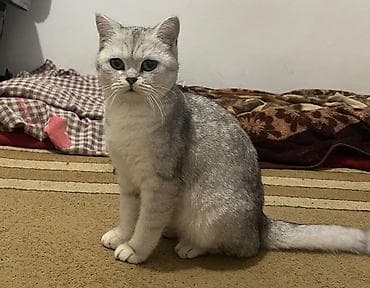 британские кошки цена: Британская короткошёрстная кошка, окрас серебристая шиншилла (silver — 3