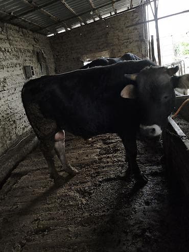 уй сотилади ош: Продаю | Бык (самец) — 5