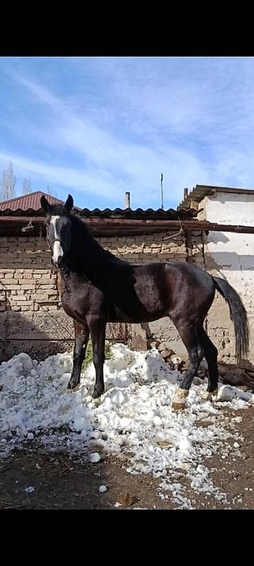 бышты: Сатам | Байтал | Көбөйтүү үчүн | Асыл тукумдуу — 4