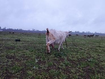 продаю дойную козу: Продаю | Коза (самка) | Зааненская | Для разведения, Для молока — 3