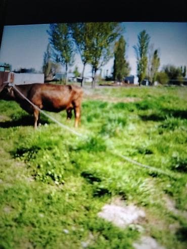 купить собаку кане корсо: Продаю | Корова (самка) | Для разведения | Привязанные — 7