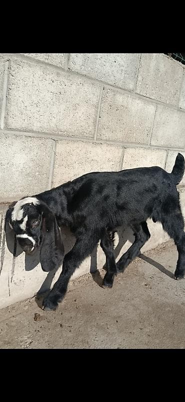 Баран, овца: Продаю | Козлёнок | Нубийская | Для разведения | Племенные — 3