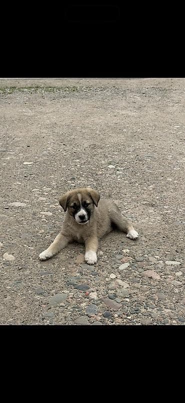 щенки питбули: Отдам в добрые руки 2 щенка 🐶 Мама - алабай Щенки милые, активные и — 2