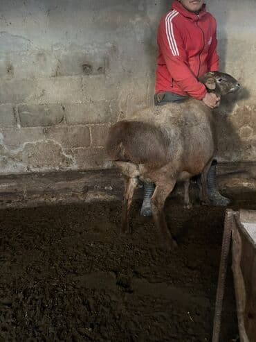 Аквариумы: Продаю | Овца (самка) | Для разведения | Ярка — 2