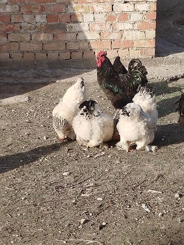 Продаю | Куры | Брама | Для разведения