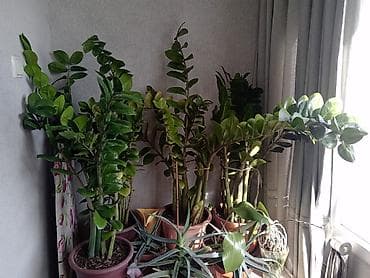 замиакулькас: Продаю Замиакулькас (Долларовое дерево). Цены от 800 до 2000 — 1