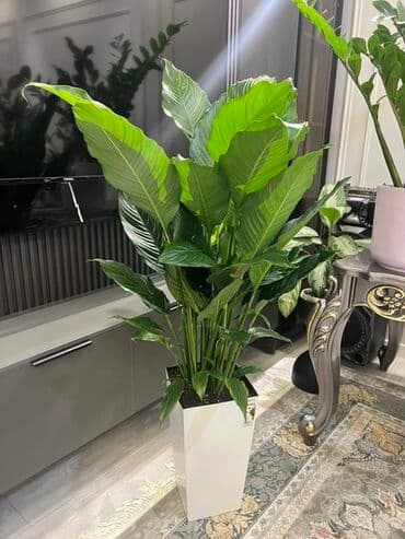 купить комнатные цветы в бишкеке: Комнатные декоративные растения в кашпо 1) Толстянка (Crassula ovata — 20