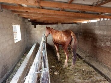 красный речка: Сатам | Бээ (ургаачы) — 4