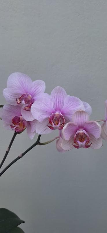 Кеңсе буюмдары: Орхидея фаленопсис в прозрачном пластиковом кашпо. - Окраска цветов — 2