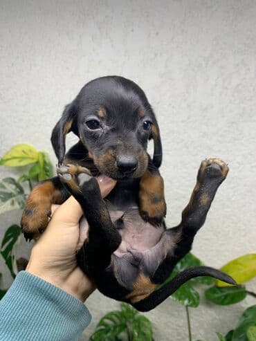 Такса, 2 месяца, Самец, С прививкой — 6