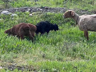 баран козу: Продаю | Овца (самка) | Для разведения | Матка — 3