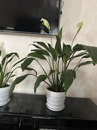 светы: Спатифиллум (Spathiphyllum) в горшке - Комнатное цветущее растение с — 7
