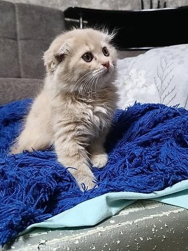 сколько стоит вислоухая кошка: Скотиш Фолд (Шотландская вислоухая), 2 месяца, Мальчик, Приучена к лотку — 3