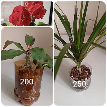 Декор и интерьер: Комнатные цветы. Бегония, филодендрон миканс, диплодения, молочай — 2