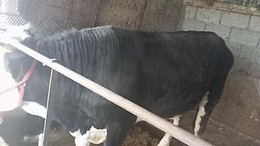 жаны уйлор: Сатам | Бука (эркек) | Бордоп семиртүү үчүн | Байланган — 3