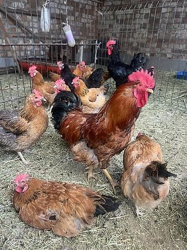 дамашный курица: Продаю | Куры | Домашняя | Для разведения — 1