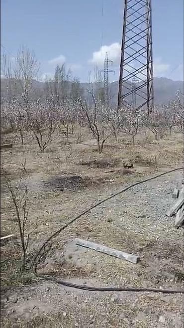 Недвижимость: 100 соток, Для сельского хозяйства — 6