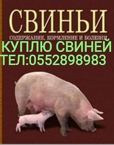 дорого: Продаю | Поросенок, Свинья (самка), Хряк (самец) | На забой — 8