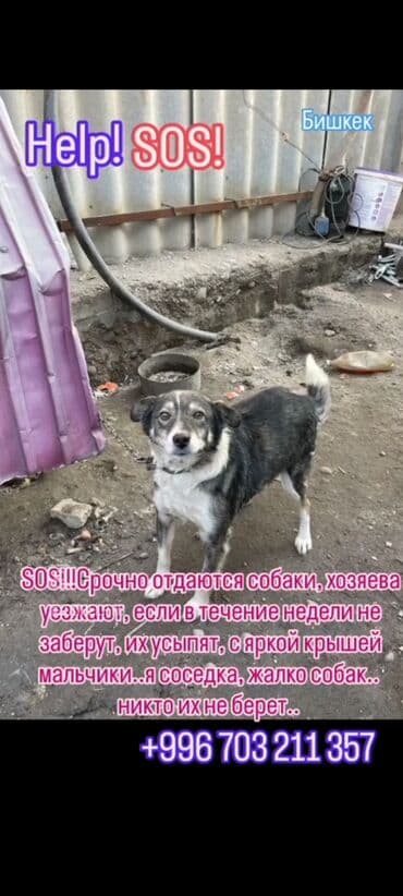 Вязка собак: Собака даром: Алабай, 6 месяцев, Самец — 4