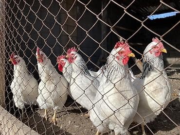 птички домашние: Адлеры 🐓 — 2