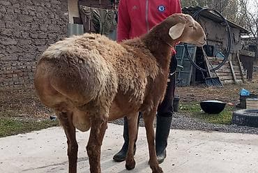 сөөл жан: Сатам | Кочкор (эркек) | Арашан | Көбөйтүү үчүн — 2