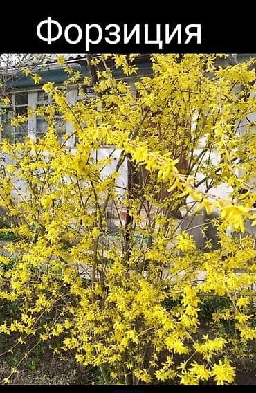 самшиты круглые: Кустарники: Дейция Гортензия, Пироката красные ягоды, Арунас — 9