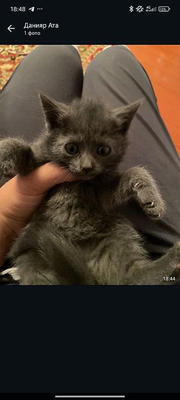 сфинкс кот цена: Русская голубая, 2 месяца, Девочка, Серый, Метис — 2